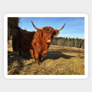 Scottish Highland Cattle Cow 2331 Sticker